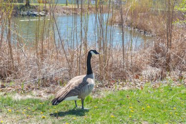 Kanada Kaz 'ı şehir parkında, arka planda gölet olan baharda