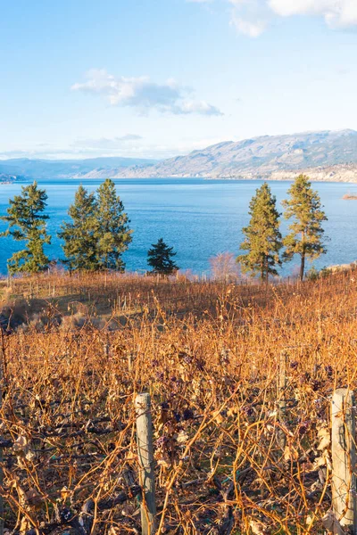 Vitigni Autunnali Naramata Bench Vigneto Con Lago Okanagan Cielo Azzurro — Foto Stock