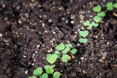 Close-up of new spinach seedlings growing in potting soil clipart