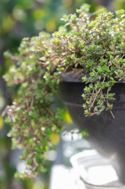 Baharda veranda bahçesinde taze kekik yetişen taze kekik yakın plan.