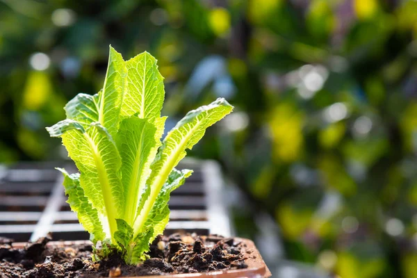 Close Young Romaine Lettuce Growing Pot Patio Garden — Stock Photo, Image