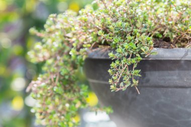 Konteynır bahçesindeki büyük saksıda yetişen kekik bitkisinin yakın çekimi
