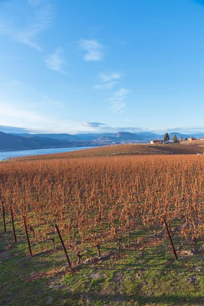 Höstens Vinrankor Naramata Bench Med Utsikt Över Okanagan Lake Och — Stockfoto