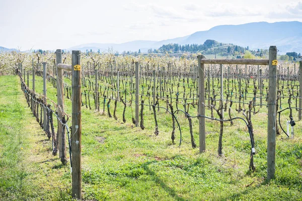 Vista Primaverile Filari Viti Con Frutteto Fiorito Montagne Sullo Sfondo — Foto Stock