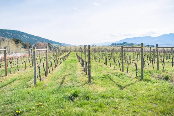 View Vineyard Green Grass Mountains Background Springtime — Stock Photo, Image