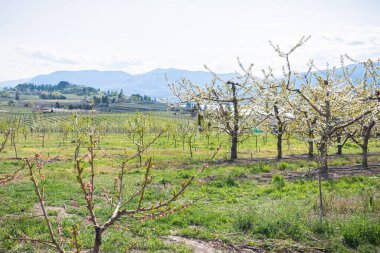 Nisan ayında çiçek açan meyve bahçesi, üzüm bağları, Okanagan Gölü ve dağları manzarası