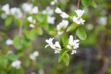 İlkbaharda ormanda, dallara, yapraklara ve çiçeklere yakın.