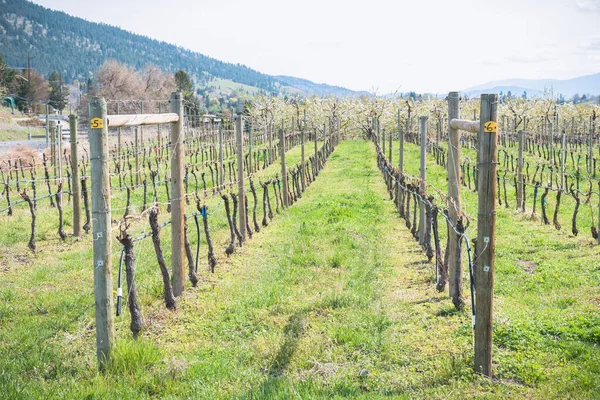 Primo Piano Della Vite Dell Erba Verde Vigna Primavera Nella — Foto Stock