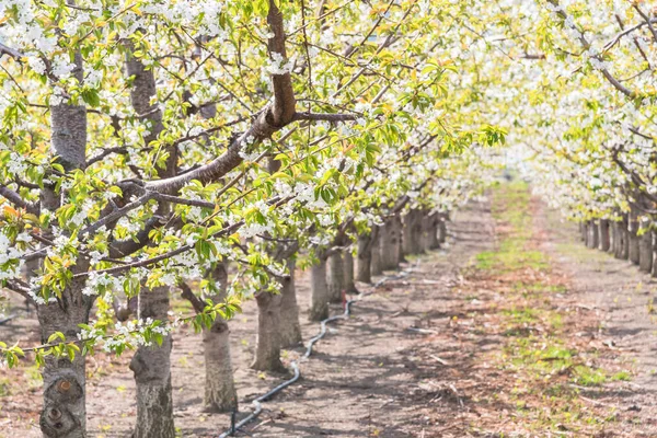 Okanagan Vadisi Nde Ilkbaharda Açan Kiraz Ağaçları — Stok fotoğraf