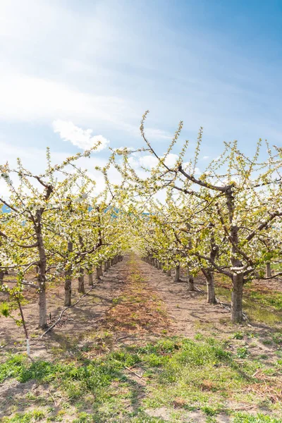 Veduta Dei Ciliegi Fiore Nel Frutteto Della Valle Okanagan Con — Foto Stock