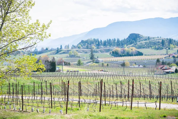 Widok Kettle Valley Trail Winnic Gór Kwietniu Dolinie Okanagan — Zdjęcie stockowe