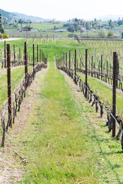 Zbliżenie Wczesnowiosennych Winorośli Zielonej Trawy Winnicy Dolinie Okanagan — Zdjęcie stockowe
