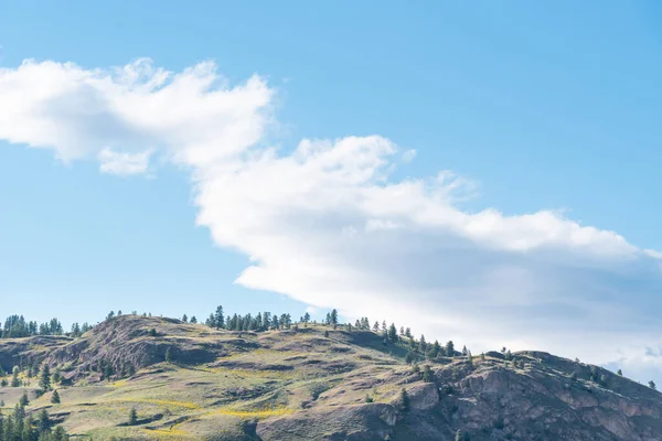 Abgelegener Berghang Mit Gelben Wildblumen Und Blauem Himmel Okanagan Valley — Stockfoto