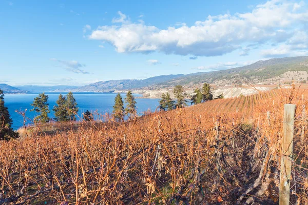 Vitigni Uve Fine Autunno Vigna Con Vista Sul Lago Okanagan — Foto Stock