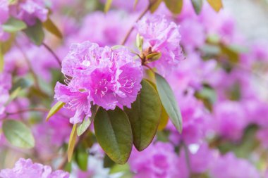 İlkbaharda canlı pembe rhododendron çiçeklerinin yakın çekimi