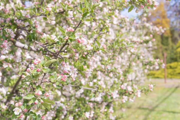 Gros Plan Des Branches Pommiers Verger Couvertes Belles Fleurs Printemps — Photo