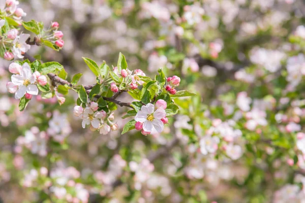 Okanagan Vadisi Meyve Bahçesinde Çiçek Açan Elma Ağacının Yakın Çekimi — Stok fotoğraf