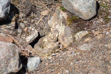 Bahar zamanı Okanagan Vadisi 'ndeki Kettle Vadisi' nin yanındaki çıngıraklı yılan yuvası.