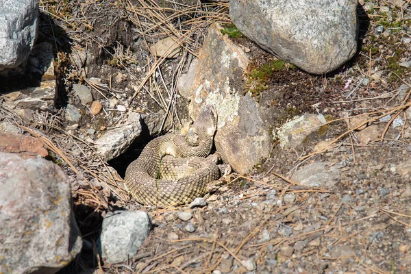 Den Western Rattlesnakes Kettle Valley Rail Trail Okanagan Valley Springtime — Stock Photo, Image