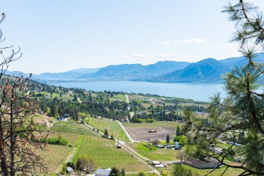 Naramata, Okanagan Gölü, dağlar ve mavi gökyüzündeki bahar üzüm bağlarının panoramik manzarası