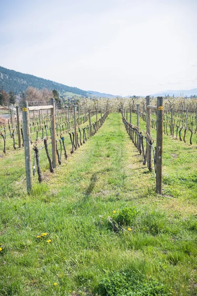 Righe Viti Erba Verde Nel Vigneto Della Valle Okanagan Primavera — Foto Stock