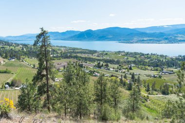 Naramata, Okanagan Gölü ve Okanagan Vadisi 'ndeki üzüm bağlarının panoramik manzarası.