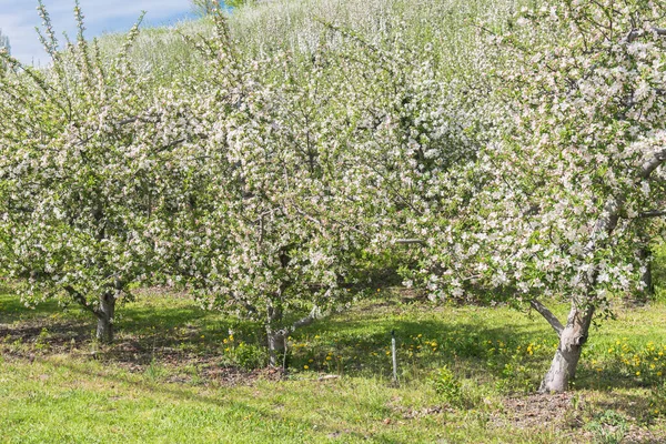 Reihe Von Obstplantagen Apfelbäumen Voller Blüte Frühling Okanagan Valley — Stockfoto