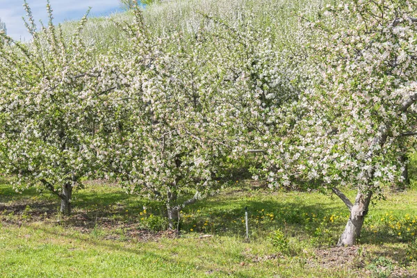 Rangée Pommiers Vergers Fleurs Printemps Dans Vallée Okanagan — Photo