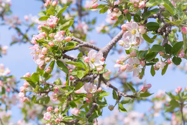 Pommes Fleurit Sur Branche Dans Verger Avec Fond Bleu Ciel — Photo