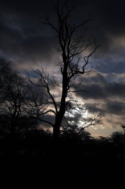 Sabah ışık ve bulutlu bir gökyüzü ölü odun