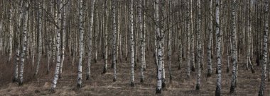 Bir iş için yolda, düzensiz satırlardaki cennette ağaç gördüm