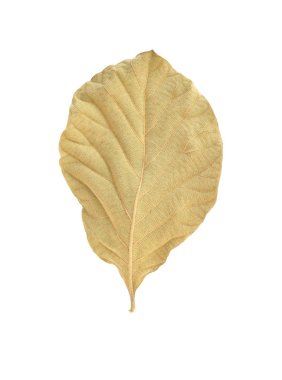 Beyaz bir arka plan üzerinde ölü yaprak