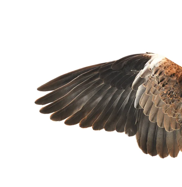 Yayılan beyaz çam ağacında