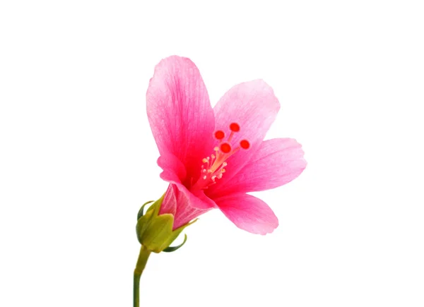 白い背景に孤立したピンクの花 — ストック写真