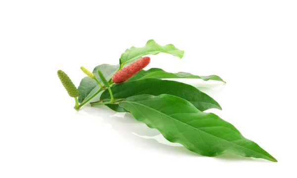 Beyaz arkaplanda uzun biber ya da Piper Longum izole