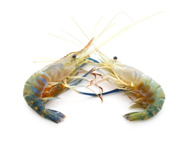 Çiğ karides iki beyaz arka plan üzerinde.