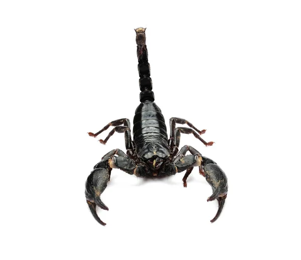 Scorpion on white background. — Stock Photo, Image