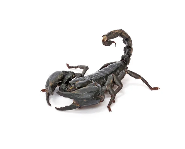 Scorpione su sfondo bianco . — Foto Stock