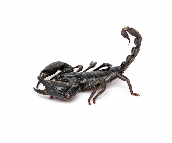 Skorpion na białym tle. — Zdjęcie stockowe