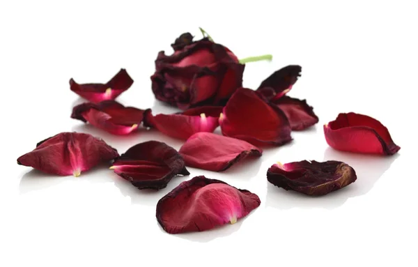 kurutulmuş güller beyaz zemin üzerine izole