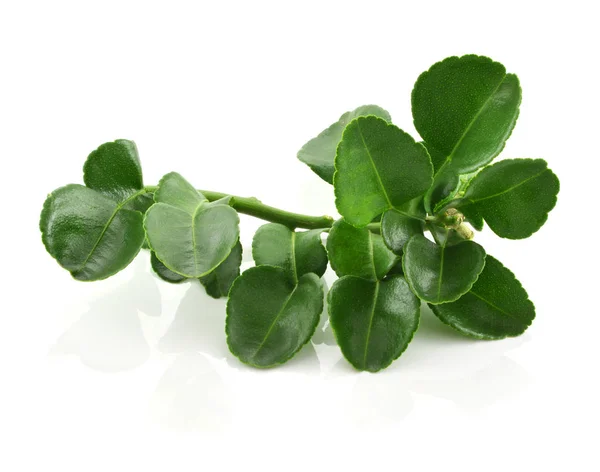 Bergamot izole üzerinde beyaz arka plan bırakır.