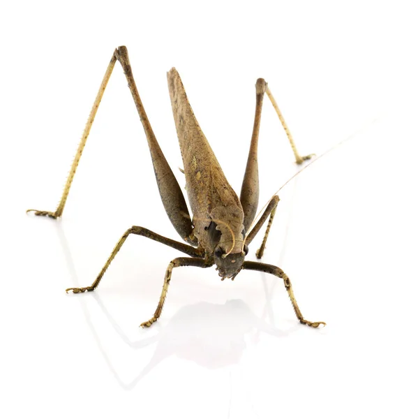 Grasshopper isolated on white background — Stock Photo, Image