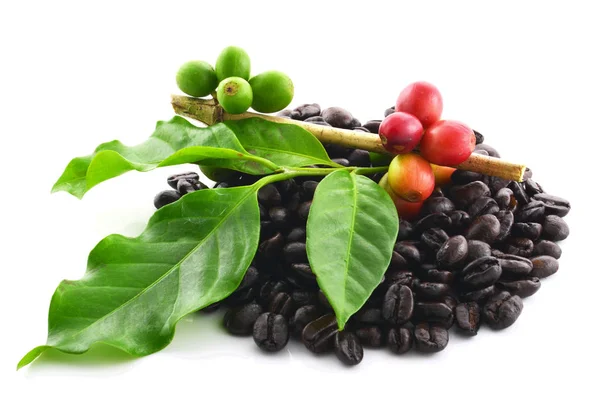 Beyaz arka planda kahve çekirdekleri.