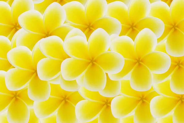 プルメリアの花の美しい背景. — ストック写真