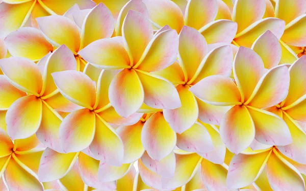 Plumeria flores fundo bonito . — Fotografia de Stock