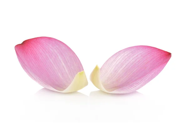 Lotus petal on white background — Stock Photo, Image