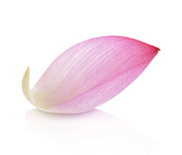 Płatek lotosu na białym tle — Zdjęcie stockowe