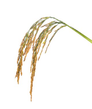 Beyaz arka planda çeltik yasemin pirinci