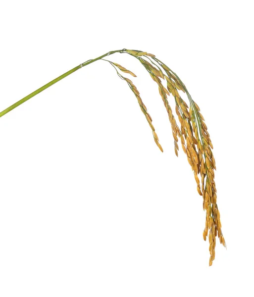 Neloupaná jasmínová rýže na bílém pozadí — Stock fotografie