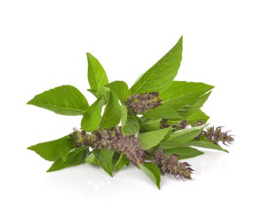 Reyhan beyaz zemin üzerine